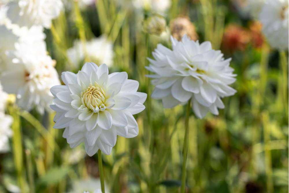 Dahlia 'Porcelain'